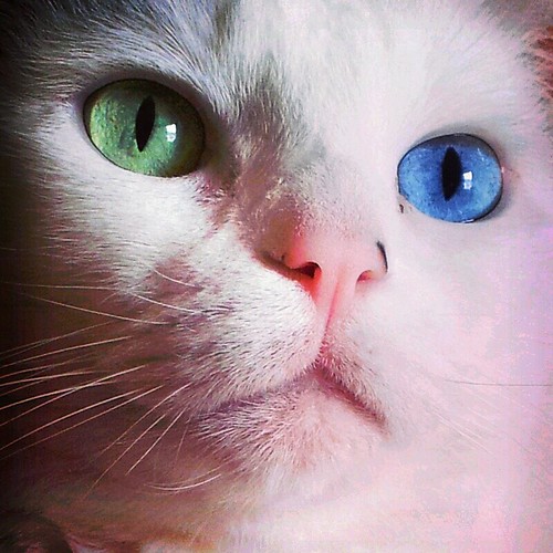 Odd-eyed Jasmine | by suzeesusie