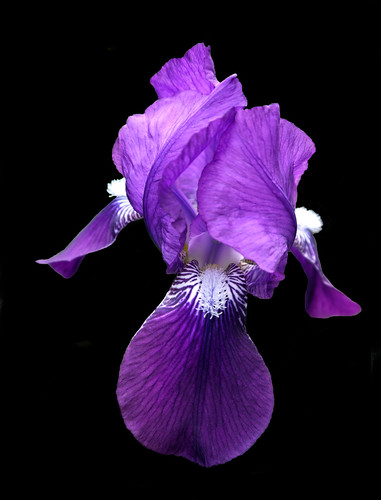 Bearded Iris | by kkmarais