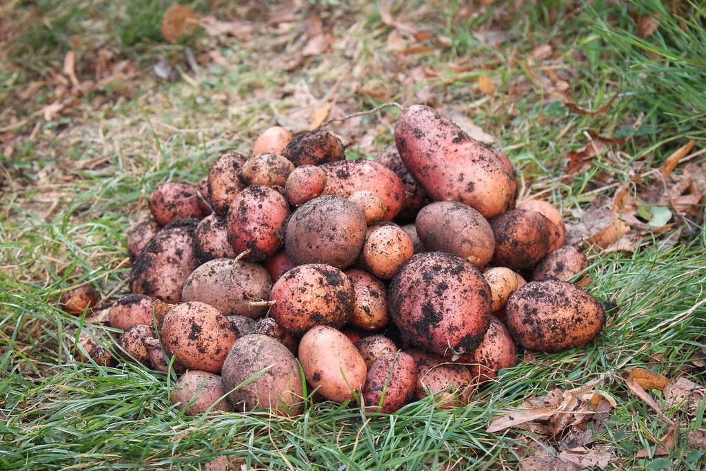Frisch geerntete Kartoffeln | September 2016 Canon EOS 60D E… | Flickr