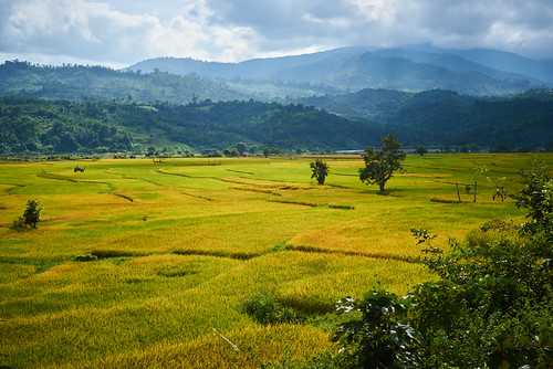 myanmar burma asia landscape field fields rice agriculture hills