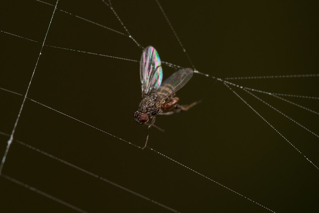 Trapped in a Web (Fruit Fly)