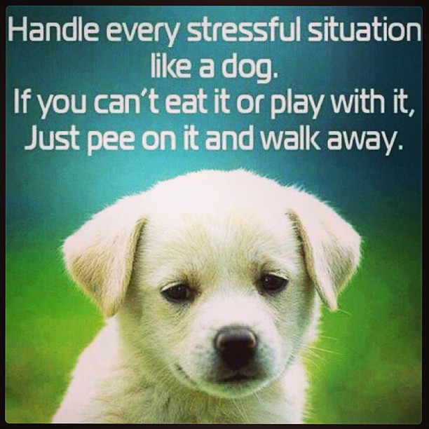 If you can't.. Funny Hanging Sign 10x5 NEW B64 How to Handle Stress Like A Dog 
