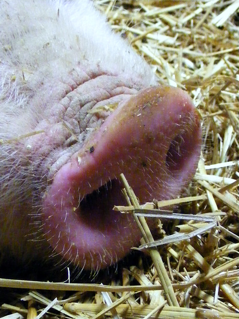 Piggy Nose