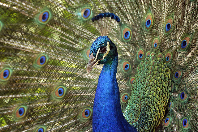 Peacock, Flamingo Gardens, Florida.