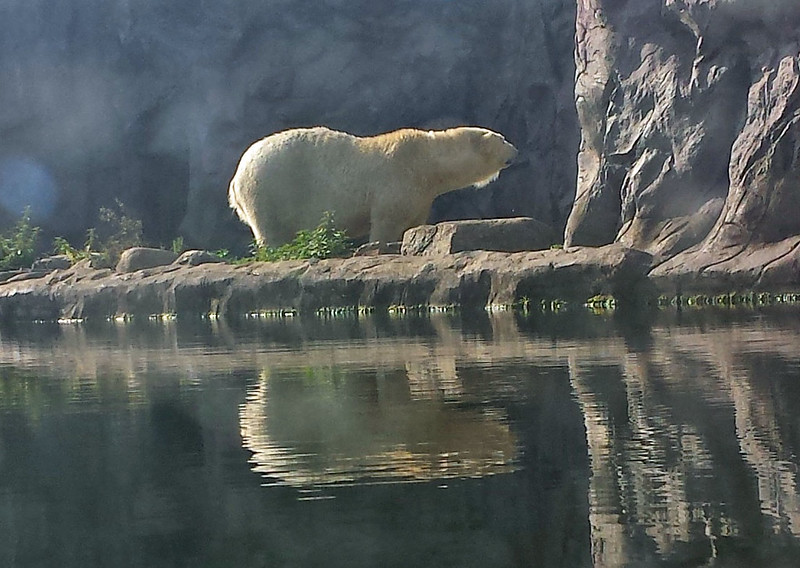 ホッキョクグマ
Polar Bear
