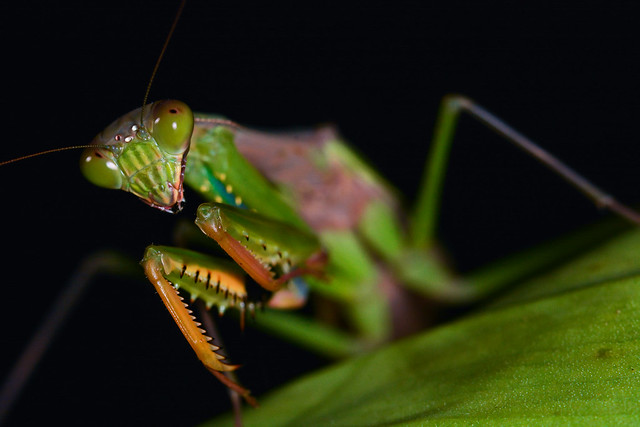 Praying Mantis (Mantodea)