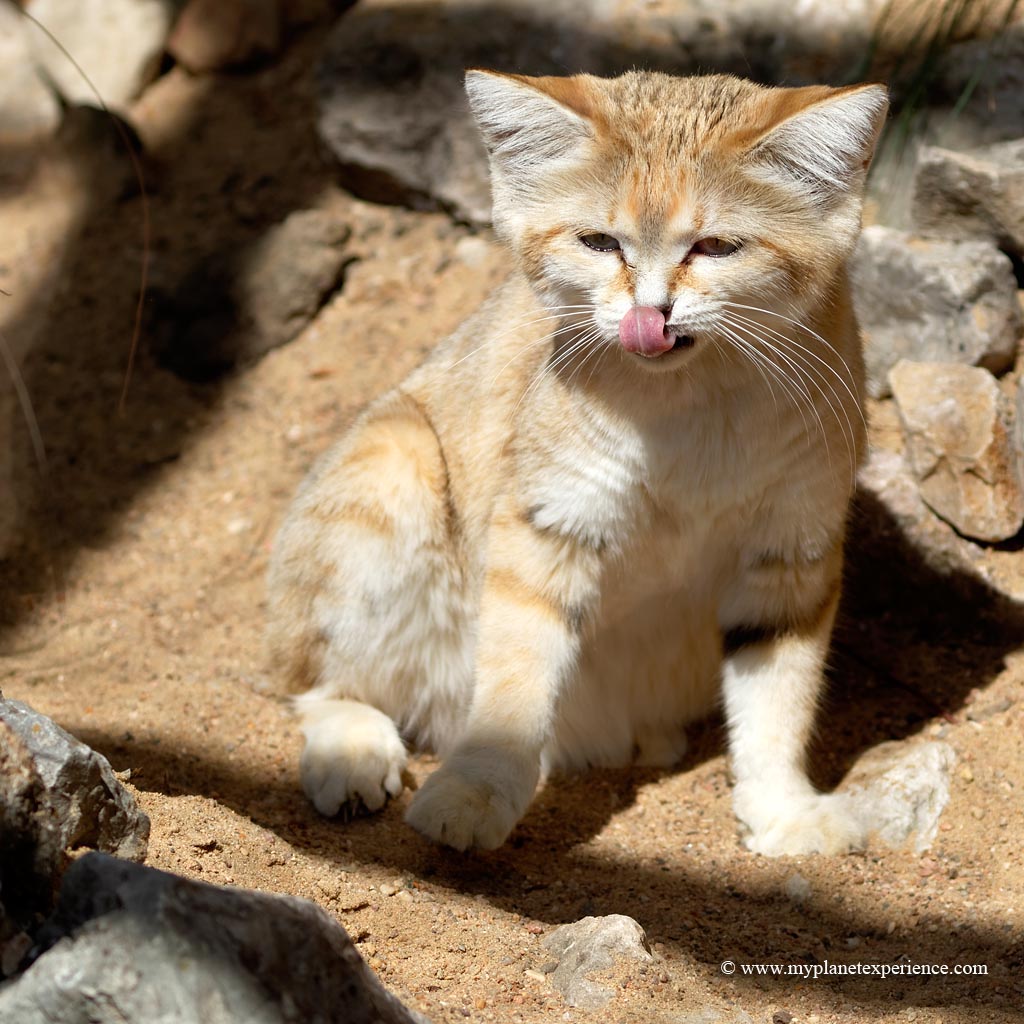 Sand Cat The Smallest Of All Wild Cats Sand Cats Felis Flickr
