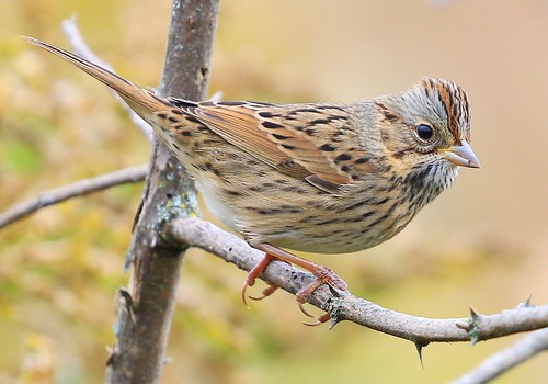 lincolns sparrow decorah prairie winneshiek county iowa larry reis