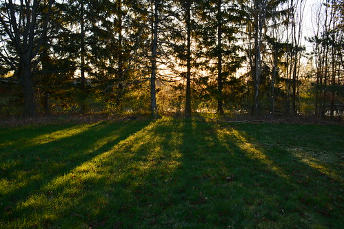 morning trees nature sunrise landscape dawn shadows dew
