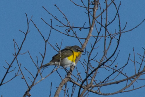 Yellow-breasted Chat