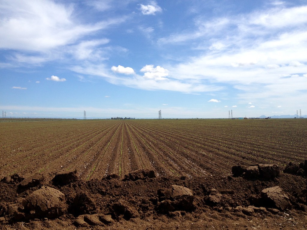 Corn Field | A California corn field | Dairy Moos | Flickr