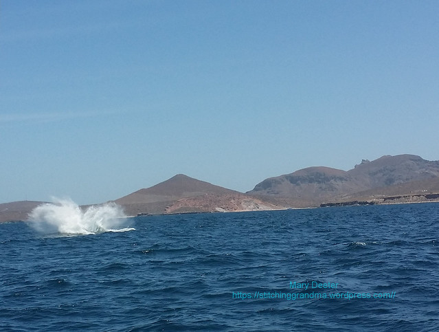 Whale watching in LaPaz Mexico