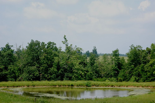 pond farmpond caldwellcounty kentucky rural scenic farmcountry bluegrassstate outdoors woods meadow fields