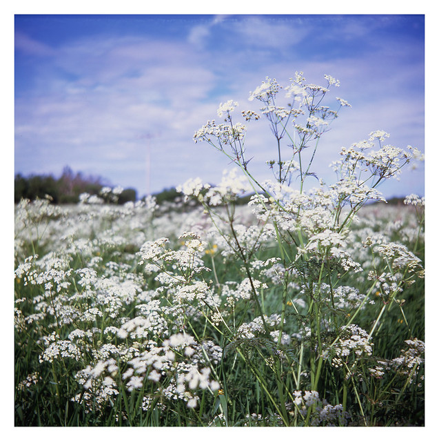 A field of cow parsley (2012)