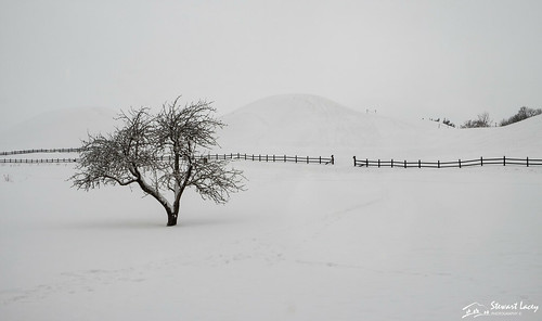 other minimalism barrows tree historical ancient simplicity winter sweden kungshögarna gamlauppsala snow isolation royalmounds uppsala uppsalalän se