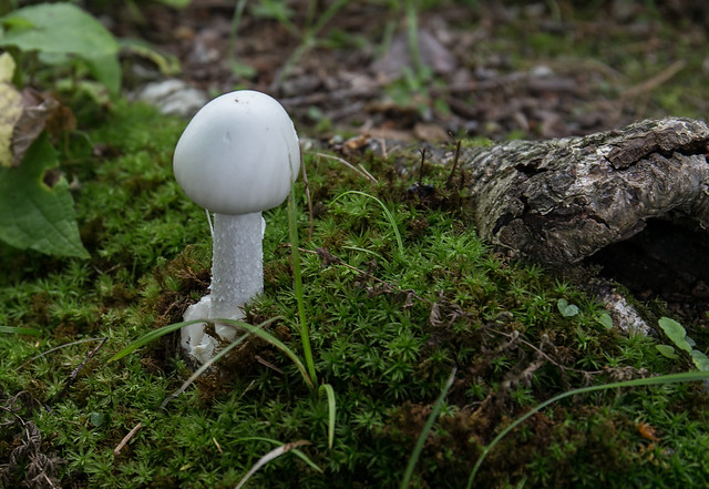 White Mushroom & Moss