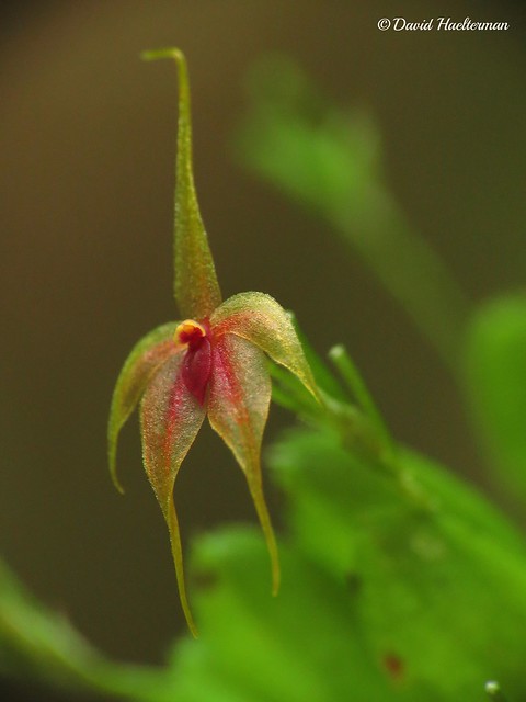Focus on the miniature flower of Platystele caudatisepala  in situ in Costa Rica (Distribution: Mexico, Guatemala, Honduras ? , Nicaragua ? , Costa Rica, Panama, Colombia and Ecuador from 400 to 1400 m asl).