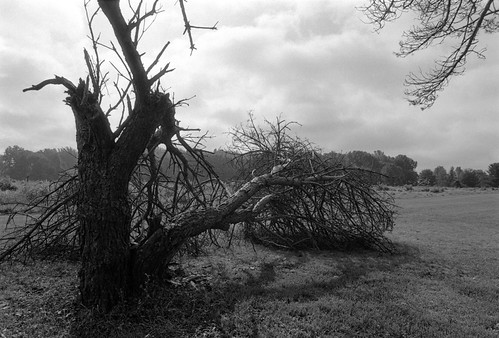 Fallen Tree by Dalliance with Light (Andy Farmer), Nikon FM2
Zeiss 50mm f1.4 ZF 
TRi-X @ ISO 1250 
Diafine Developerdavidsonsmillpondpark landscape tre