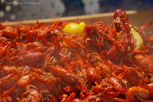 city red newyork hot festival outdoors spring nikon outdoor central crawfish steam cny syracuse cooked mudbugs clintonsquare onondagacounty d700 scottthomasphotography afsnikkor28300mmf3556gedvr