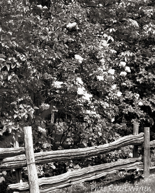 La clôture fleurie...(Argentique) / The flowered fence...(Film)