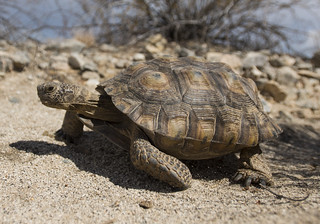 Desert tortoise walking in the Pinto Basin | by Joshua Tree National Park