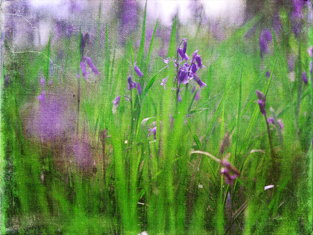 Bluebell  Wood at the Yorkshire Sculpture Park