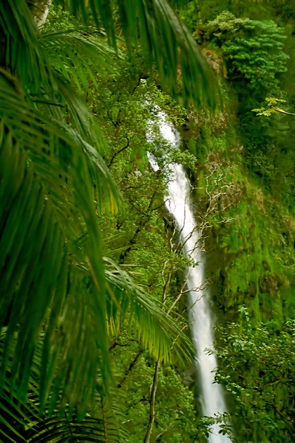 Akaka Falls (n0052300)