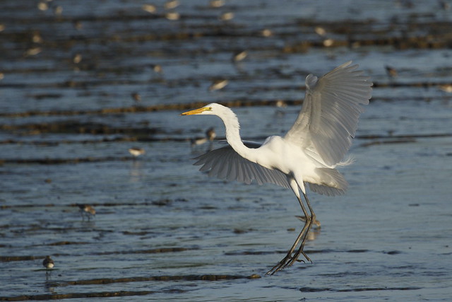 incoming great egret
