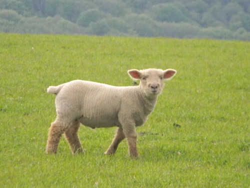 lamb Berwick to Birling Gap
