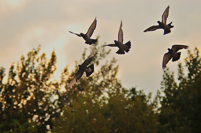Güvercin Uçuşu