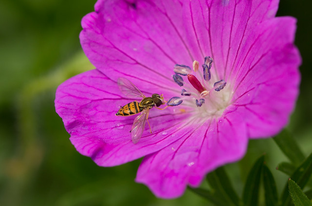 Cute Hoverfly