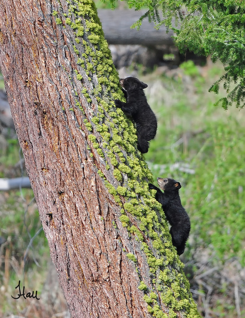 Black Bear Cubs Climbing a Tree - 9555b+sg