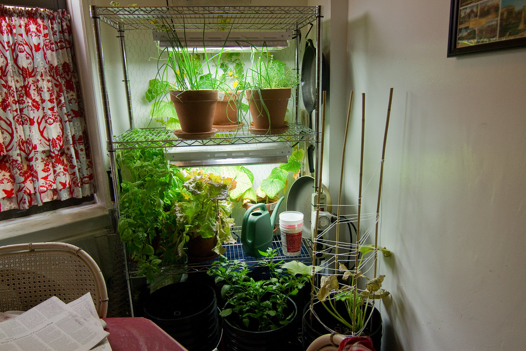 Indoor Apartment Gardening Chris Trudeau Flickr