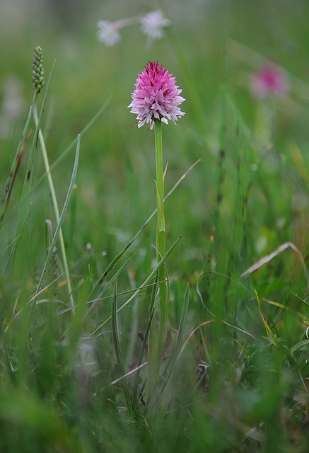 20120620-028F | Westalpen-Kohlröschen (Nigritella corneliana) im Gordolasque-Tal. Seealpen, 20.06.2012
