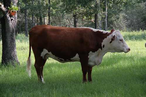 grandma cow texas cattle cows grandpa grandmashouse polledherford