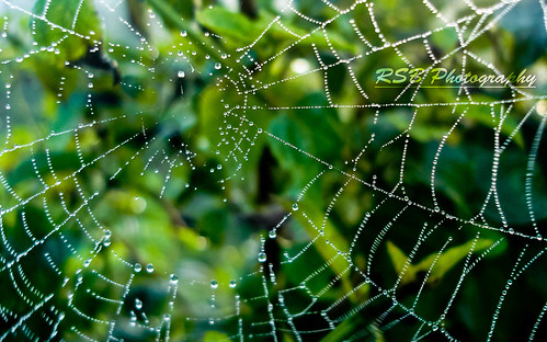 green water spider web rsbphotography rishabhsinghbisht thewebnwater