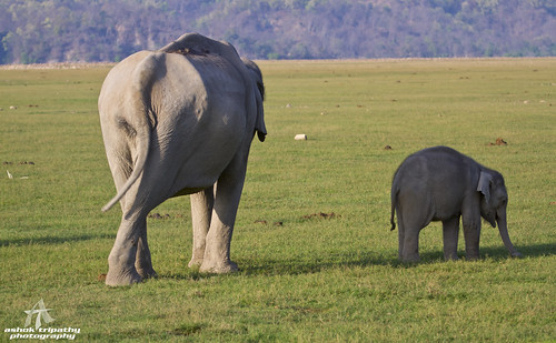 mom kid elephants mammals grazing allrightsreserved watchful jimcorbettnationalpark canoneos7d canonef100400mmlisusm ashoktripathyphotography