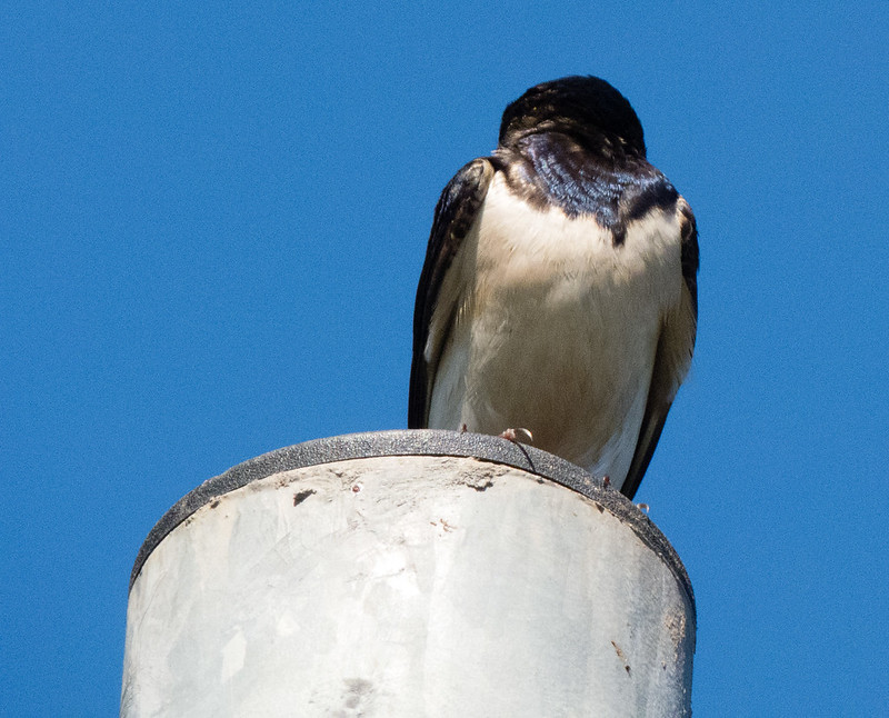 Young swallow preening
