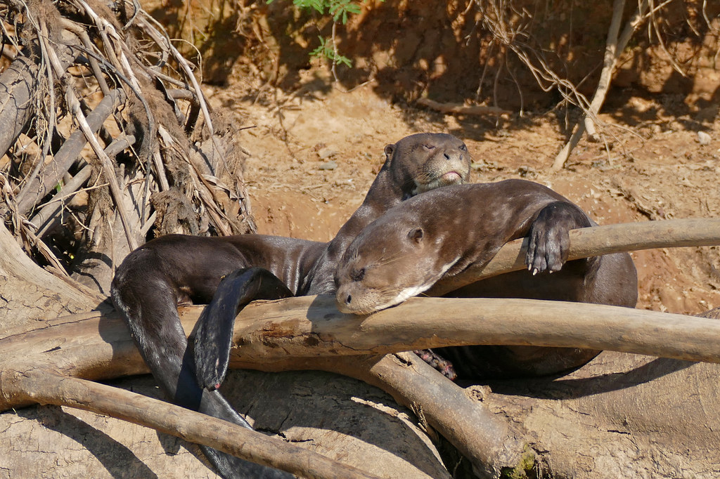 Giant Otters (Pteronura brasiliensis) resting in the sun . They make a hard afternoon feel a bit lighter. — berniedup, CC BY-SA