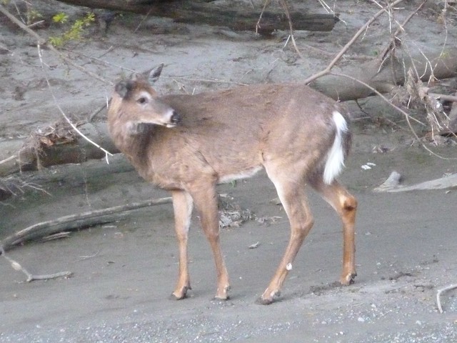 P1020677 Deer on Highland Creek