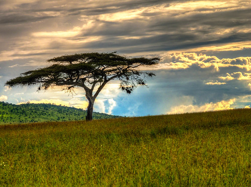 trees tanzania mara hdr hdri naturelandscape