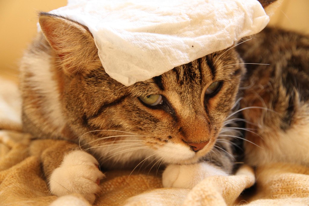 Cooling down 3 My hot cat with a wet cloth cooling down du… Flickr