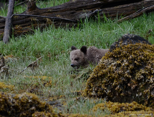Grizzly Cub Grazing