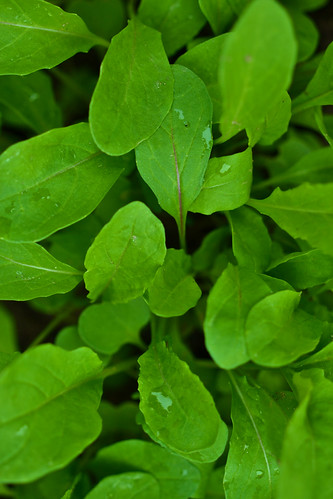 Baby Rucola | My new wallpaper on my phone :) feel free to d… | Flickr