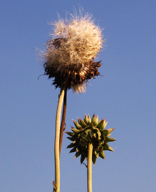 thistles against summersky