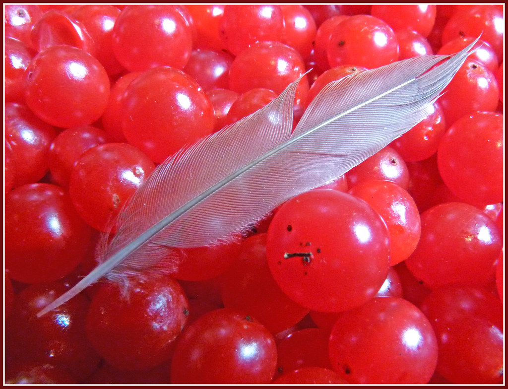 Feather on a Field of Berries