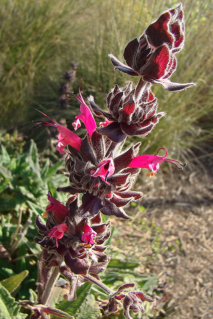 California native plants - Hummingbird Sage - Salvia spathacea