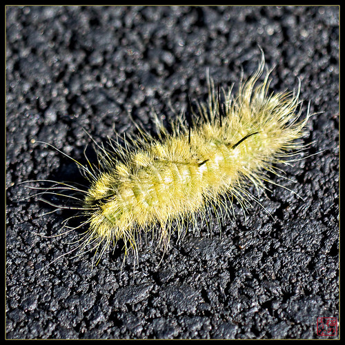ride unitedstates newhampshire caterpillar fitzwilliam oly50 summer2012