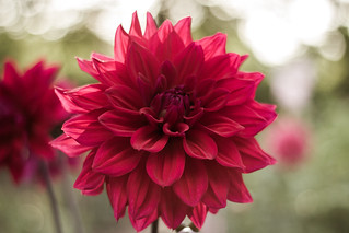 How to propagate dahlias from cuttings