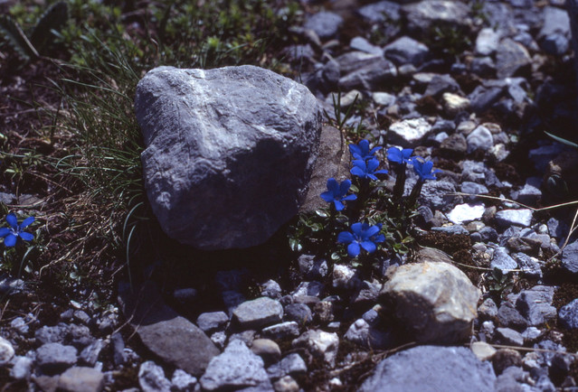 Glacier GENTIANS, Switzerland - From a Kodachrome Transparency by Ross CARE